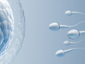 Causes male infertility
