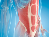 Improve bone health, boost bone density, enhance bone strength, natural bone health