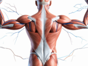 Muscle growth strategies, fast muscle gain, muscle building workouts, strength training tips, muscle mass diet, muscle gain nutrition, rapid muscle building, muscle growth exercises, muscle mass supplements, strength training plans, muscle building routines, muscle gain for beginners, fast muscle development, muscle growth diet, strength training benefits, muscle mass workouts, rapid strength gains, muscle building nutrition, muscle gain programs, muscle growth supplements
