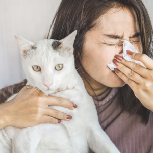 cat dander allergies, feline allergy causes, managing cat allergies, cat allergy relief, allergic to cats signs, cat hair allergies, living with cat allergies, cat allergy prevention, severe cat allergies, cat allergen reduction