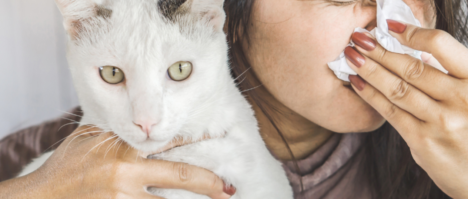 cat dander allergies, feline allergy causes, managing cat allergies, cat allergy relief, allergic to cats signs, cat hair allergies, living with cat allergies, cat allergy prevention, severe cat allergies, cat allergen reduction