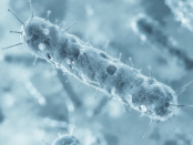 antimicrobial therapy