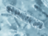 antimicrobial therapy