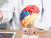 do humans only use 10% of their brain, 10% brain myth, brain usage myth, full brain utilization, brain myths debunked, neuroplasticity benefits, brain health tips, how brain works, brain efficiency, cognitive enhancement