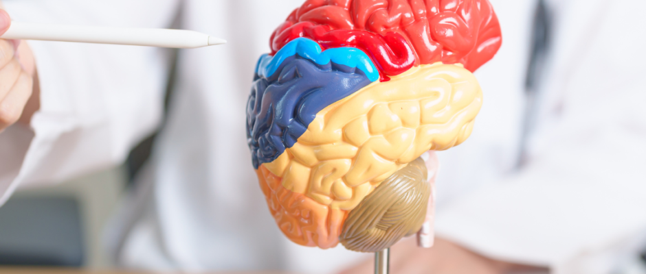 do humans only use 10% of their brain, 10% brain myth, brain usage myth, full brain utilization, brain myths debunked, neuroplasticity benefits, brain health tips, how brain works, brain efficiency, cognitive enhancement