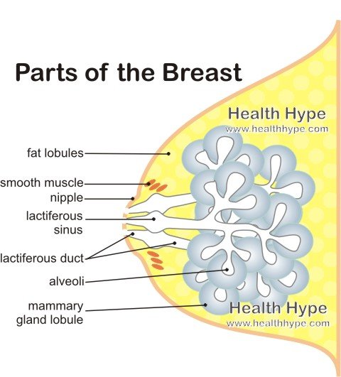 Female Breast Anatomy, Function, Parts and Pictures | Healthhype.com