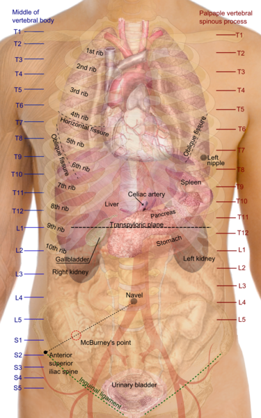 Intestinal Pain Location (Upper and Lower), Symptoms, Causes