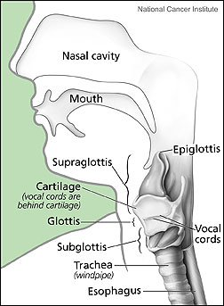 Tracheitis (Trachea Infection) and Laryngitis (Larynx Infection ...